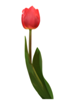 red tulips on transparent background png