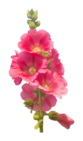 beautiful pink flowers on transparent background png