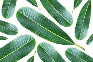 A repeating pattern of green plumeria leaves isolated on white background photo