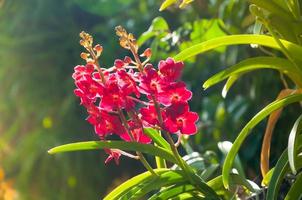 red color orchids flower close up under natural lighting outdoor are orchids blooming in the garden photo