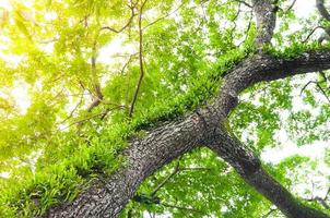 ramas de un grande árbol cubierto con helechos y musgo parásito foto