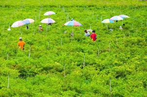 Workers harvest of Chilli papers in the valley high mountain the north of Thailand, 26 October 2018, Thailand, Villagers collect chilli outdoors photo