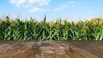piso de madera con fondo de paisaje de agricultura de campo de maíz de naturaleza foto