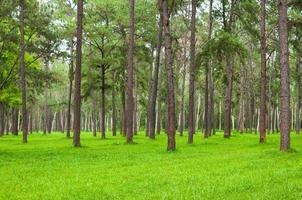 pinos, troncos verdes altos, hermosos pinos y hierba verde para el fondo de la naturaleza foto