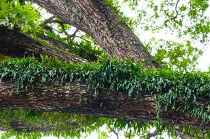 Branches of a large tree covered with ferns and moss parasitic photo