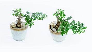 Small decorative tree,Small bonsai tree in the clay pot fukien tea plant isolated on white background photo