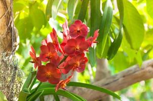 red color orchids flower close up under natural lighting outdoor are orchids blooming in the garden photo