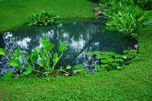 pequeño estanque como parte de paisajismo con acuático césped y verde plantas y agua rodeado por lozano vegetación foto