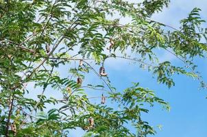 Tamarindo árbol Tamarindo vaina en azul cielo antecedentes foto