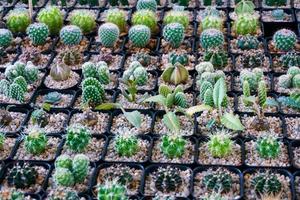 Cactus small there are many varieties in a pot. Placed in many small pots photo