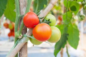 fresh Cherry Tomatoes in the garden ,Plant Tomatoes photo