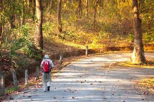hombres caminando con mochilas en el Asia bosque otoño temporada desde atrás. concepto aventuras y viaje turismo foto