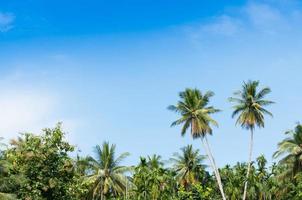 Beautiful two coconut palms trees in the Tropical forest with blue sky at Island in Thailand photo