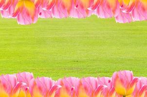 Tulips, frame  Fresh spring tulips flowers with space for text  on grass background photo