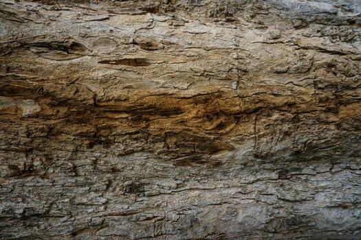 textura de ladrar en el natural parque, arbol textura resumen para antecedentes foto