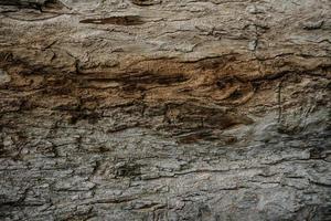 textura de ladrar en el natural parque, arbol textura resumen para antecedentes foto