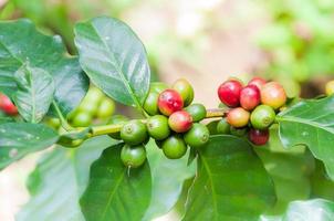 granos de café frescos en el árbol de plantas de café, frutas frescas de café arábica en el árbol foto