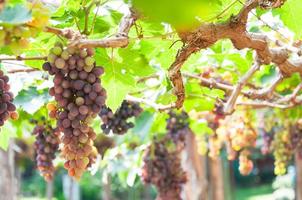 Bunches of wine grapes hanging on the vine with green leaves  in garden photo