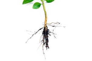 Image shows in detail the root system of a plant isolated on white background Root photo