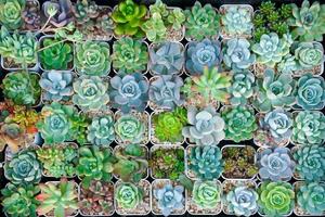 Cactus small there are many varieties in a pot. Placed in many small pots top view photo