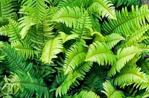 Beautyful green fern for background photo