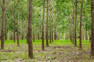 fila de paraca caucho plantación en sur de Tailandia, caucho arboles foto