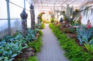 Beautiful garden in a greenhouse photo