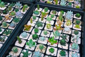 Cactus small there are many varieties in a pot. Placed in many small pots photo