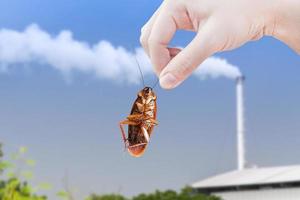 Hand holding cockroach with factory building Industry background, eliminate cockroach in factory Industry, Cockroaches as carriers of disease photo