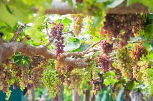 Bunches of wine grapes hanging on the vine with green leaves  in garden photo
