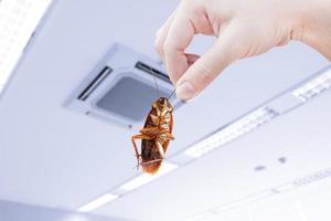 cockroach with inside the building , eliminate cockroach in building, apartment, house, city, Cockroaches as carriers of disease eliminated idea get rid of insects and put insect protection systems photo