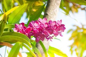 Beautiful  pink orchids are blooming in the tropical garden photo