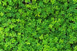 Plant countless fresh and green leaves ,many details green leaves wall background,top view photo
