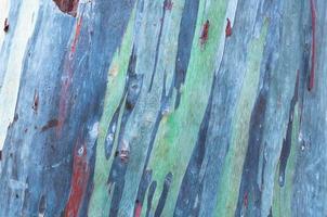 Close up colorful bark of the rainbow eucalyptus ,texture wood of eucalyptus wood surface photo