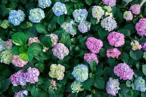 Beautiful Hydrangea flowers. Bushes are blooming in spring and summer in countryside garden.top view photo
