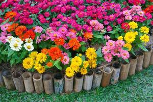 Colourful Zinnia flowers at the garden.Beautiful Floral Background photo