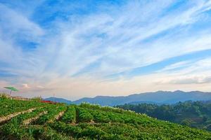 granja de fresas, granja agrícola de campo de fresas en tailandia foto