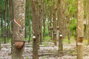 Rubber tree and bowl filled with latex.Natural latex dripping from a rubber tree at a rubber tree plantation photo