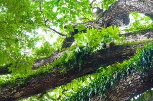 ramas de un grande árbol cubierto con helechos y musgo parásito foto