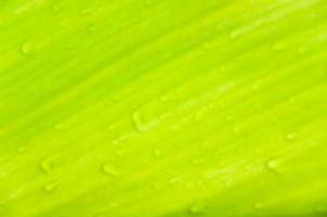 Blurred dew drops on green leaves,Blurred green leaf texture abstract for background photo