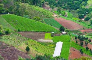 belleza escénico agricultura paisaje, agricultura campo del Norte Tailandia foto