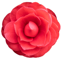 schön rot Kamelie Blume isoliert png