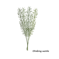 Thailand Climbing wattle  are used in soups, curries, omelets, and stir-fries. The edible shoots are picked up before they become tough and thorny. png