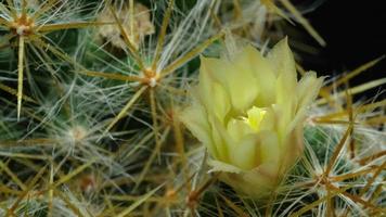 Cactus flower blooming time lapse. video