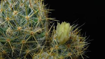 Cactus flower blooming time lapse. video