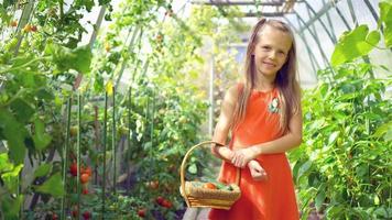 niña linda recoge cultivos de pepinos y tomates en invernadero video