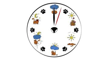 gatos reloj cara antecedentes. uno minuto. reloj con ilustraciones de gracioso gatos en lugar de un marcar. video