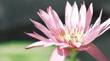 primer plano, enjambre de abejas está chupando el néctar de la flor de lirio de agua púrpura, animales de vida silvestre de insectos, polinizando la flora de flores en un entorno ecológico natural, hermosos colores vivos en la temporada de verano. video