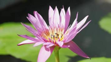 Close-up, swarm of bees is sucking the nectar from purple water lily flower, insect wildlife animals, pollinating bloom flora in natural ecology environment, beautiful vivid colors in summer season. video