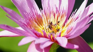 Close-up, swarm of bees is sucking the nectar from purple water lily flower, insect wildlife animals, pollinating bloom flora in natural ecology environment, beautiful vivid colors in summer season. video